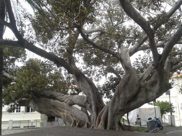 Il Comune di Bordighera vorrebbe inserire altri due alberi monumentali nel Censimento Nazionale