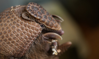 Un armadillo in Piemonte: nuovo ospite al Bioparco Zoom Torino