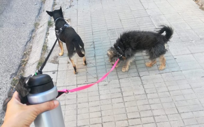 Chi ha il cane deve uscire con una bottiglietta d’acqua