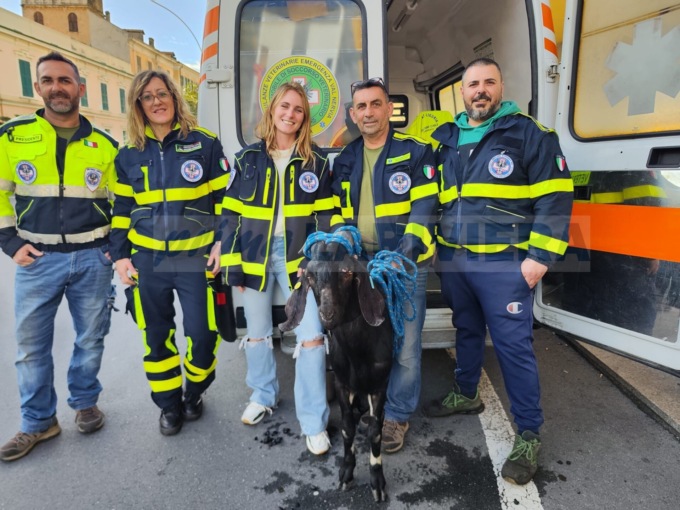 Capra sui binari interrompe il traffico ferroviario a Ventimiglia. Video