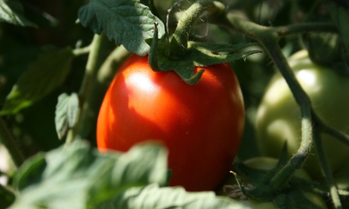 In regalo con La Riviera il pomodoro nano Rio Grande