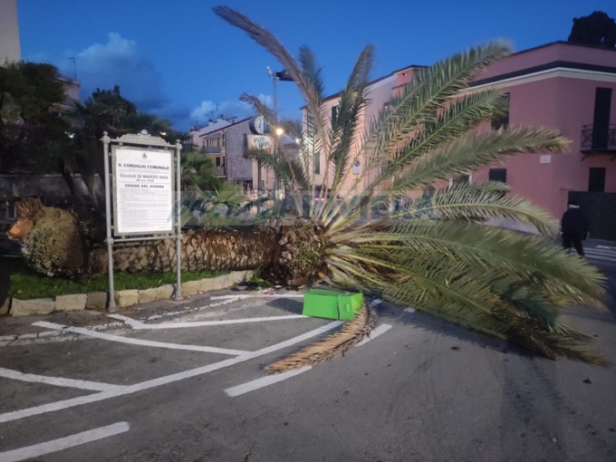 Due palme abbattute dal forte vento a Bordighera