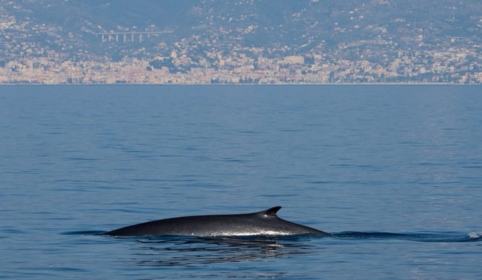 Il comune aderisce al Progetto “Missione Pelagos” per le scuole