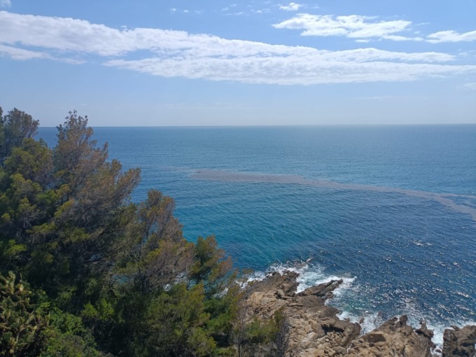 meduse