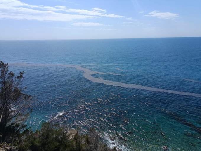 meduse