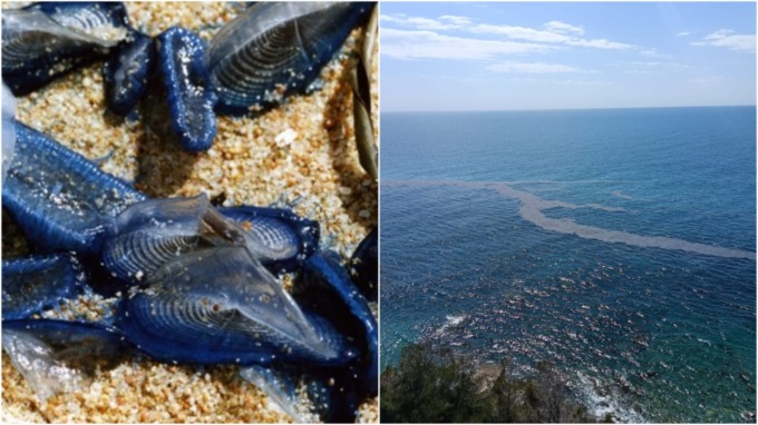 Allarme per una misteriosa chiazza al largo di Capo Nero, ma sono…meduse