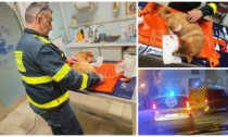 L'ambulanza veterinaria salva un cane investito sulla promenade di Mentone