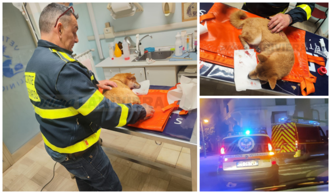 L’ambulanza veterinaria salva un cane investito sulla promenade di Mentone