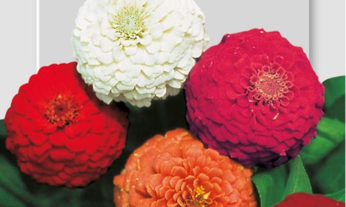 In regalo con La Riviera coloratissime zinnie nane pompon