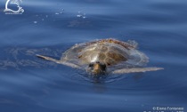 "Tartarughe marine...sulla spiaggia" per la protezione della specie lungo le coste