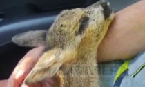 Cucciolo di capriolo ferito salvato dalle ambulanze veterinarie. Video