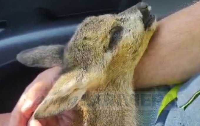 Cucciolo di capriolo ferito salvato dalle ambulanze veterinarie. Video