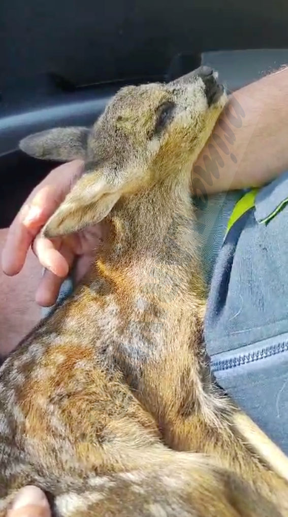 capriolo ferito ambulanze veterinarie pigna cucciolo bambi 11