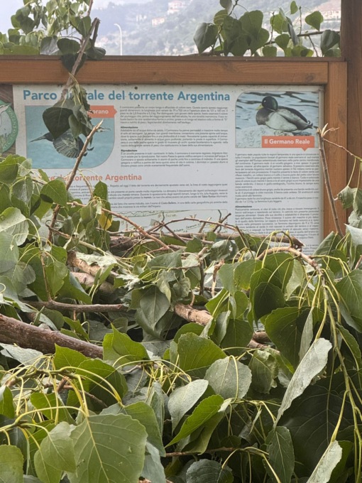 Taglio di 36 pioppi a Taggia, j’accuse di Giuseppe Federico