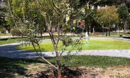 Un albero dedicato ai bimbi nati nel 2023