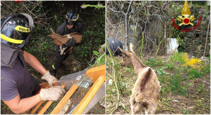Vigili del fuoco salvano capretto precipitato in una fascia a Sanremo