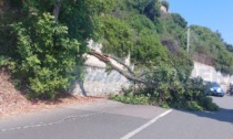 Crolla un albero in via Toscanini a Ventimiglia: nessun ferito, ma strada bloccata