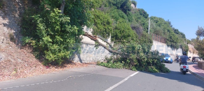 Crolla un albero in via Toscanini a Ventimiglia: nessun ferito, ma strada bloccata