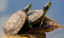 Comune istituisce vigilanza notturna per il nido di tartaruga marina
