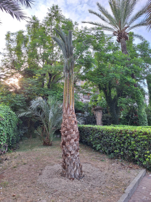 Piantumate sette nuove palme in città