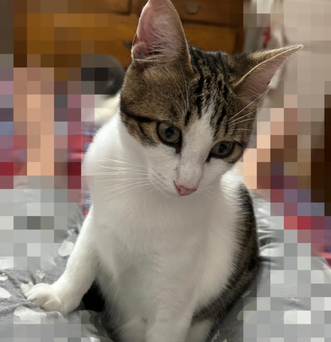 Il piccolo Casper è sparito da casa: chi lo ha visto?