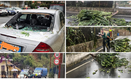 Danni da maltempo a Sanremo: piante divelte e lunotto sfondati