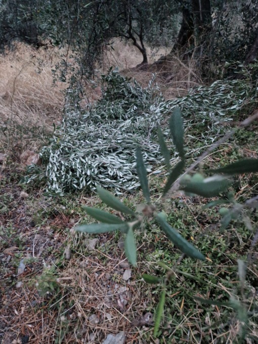 Massiccio furto di rami di ulivo da una campagna, danni alle piante