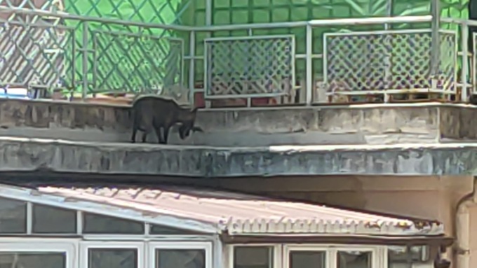 Cane sul cornicione salvato dei Vigili del Fuoco
