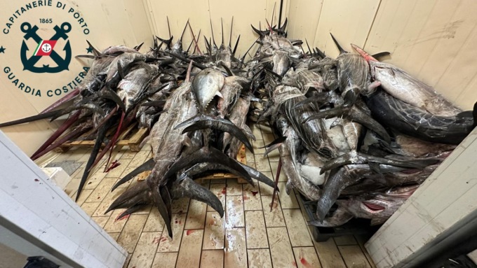 Sequestrate dalla guardia costiera 3 tonnellate di pesce spada irregolare