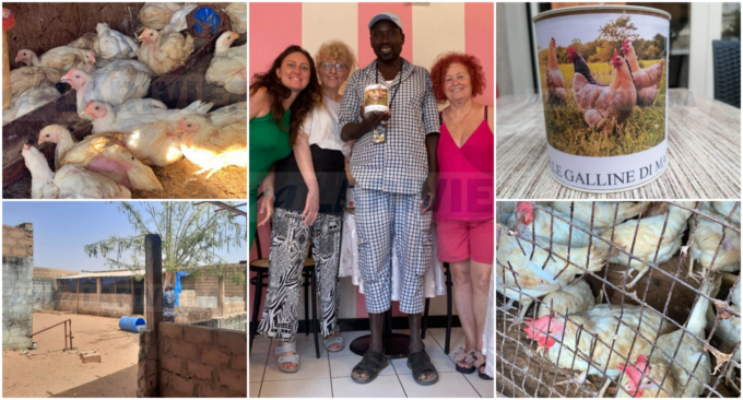 Aviaria stermina 3.000 galline in Senegal, a Ospedaletti una raccolta fondi per Max