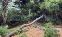 Il maltempo ha colpito anche la pineta di Bordighera Alta