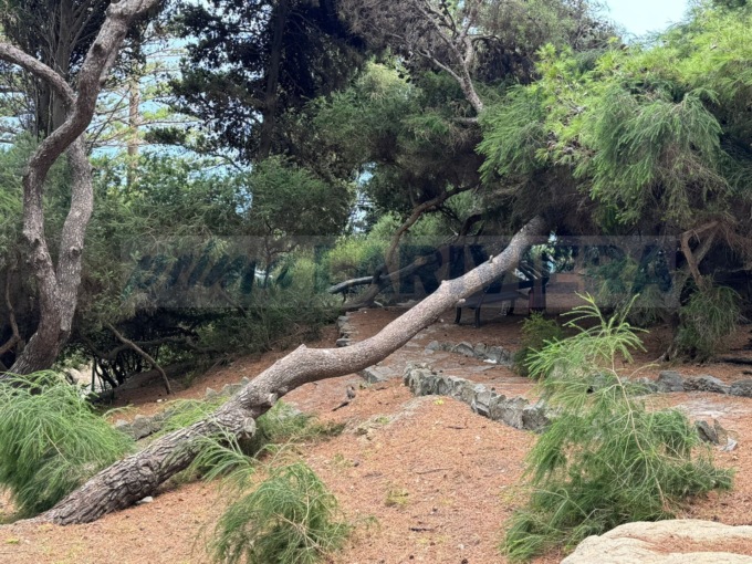 Il maltempo ha colpito anche la pineta di Bordighera Alta
