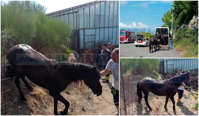 Vigili del fuoco salvano cavalla precipitata in un dirupo