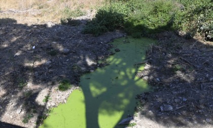 A Imperia il torrente si tinge di ...verde