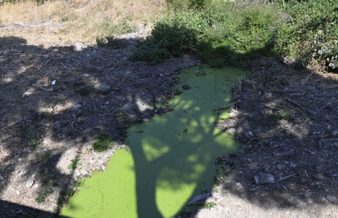 A Imperia il torrente si tinge di …verde