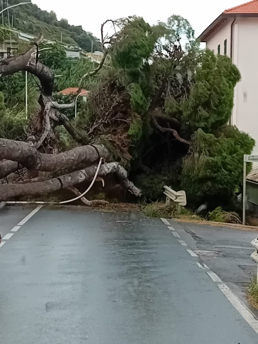 Riaperta in serata l’Aurelia tra Arma e Riva Ligure dove è crollato un grosso pino