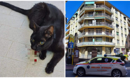 Soccorso un micio precipitato dal balcone. Appello per cercare i proprietari