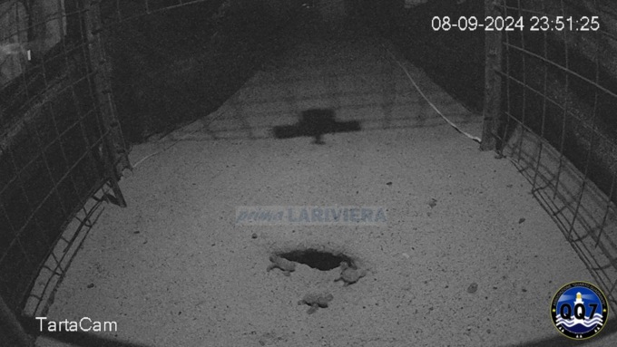 La natura ci regala altre 7 tartarughine, ma solo pochissime sopravviveranno. Video