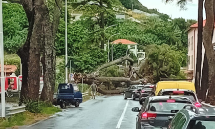 Grosso pino cade sull'Aurelia tra Arma e Riva. Riapertura strada  prevista non prima delle 19