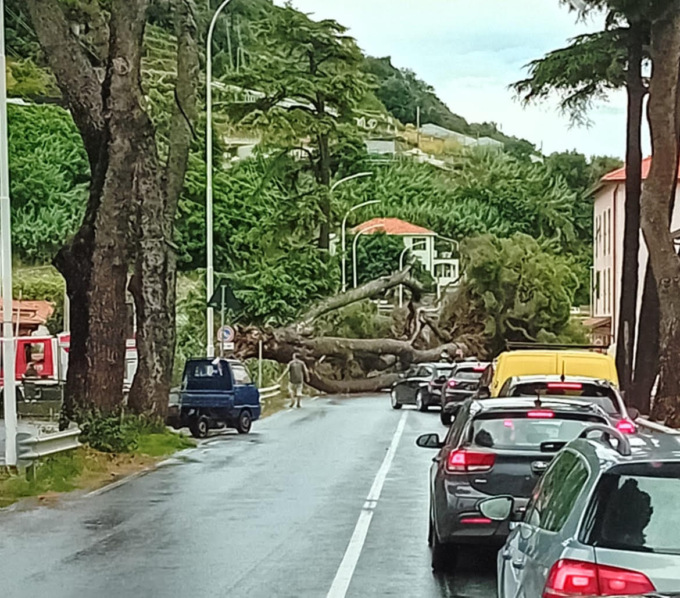 Grosso pino cade sull’Aurelia tra Arma e Riva. Riapertura strada  prevista non prima delle 19