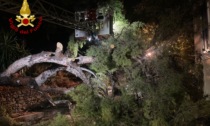 Albero crolla sulla strada in via Toscanini a Ventimiglia