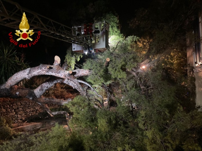 Albero crolla sulla strada in via Toscanini a Ventimiglia