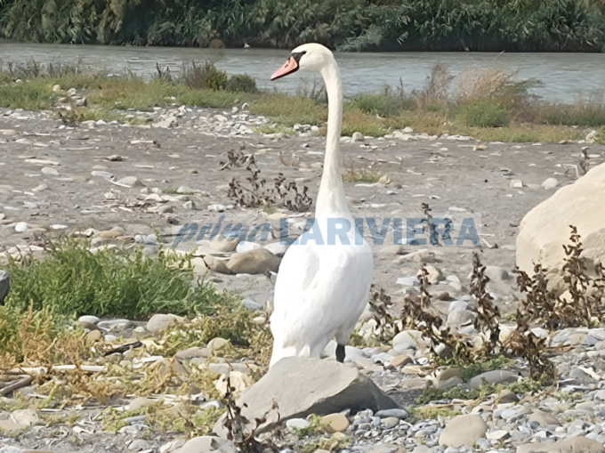 Liberato nell’oasi faunistica di Nervia il cigno ferito ad agosto in una tempesta