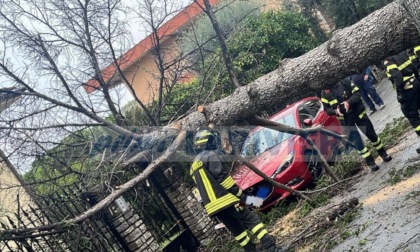 Crolla un albero su due auto a Vallecrosia, nessun ferito