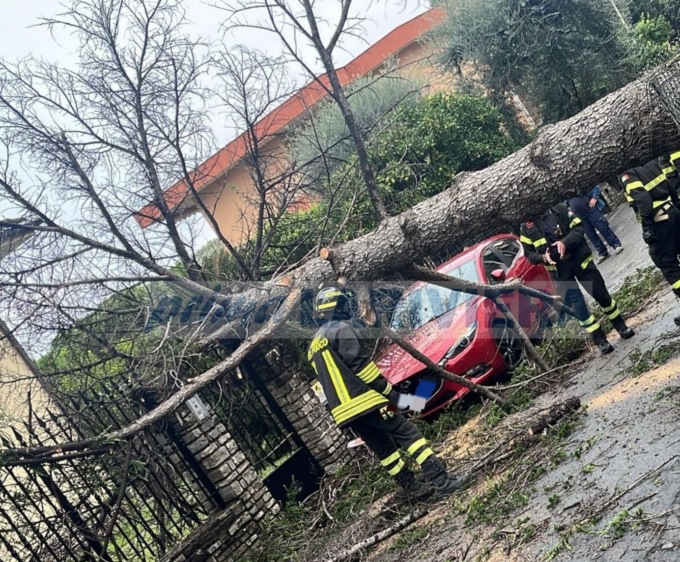 Crolla un albero su due auto a Vallecrosia, nessun ferito