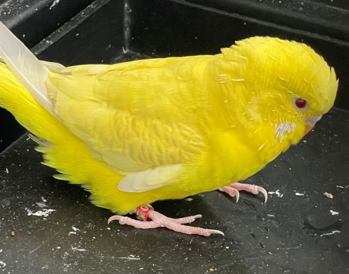 Trovato un pappagallo a Sanremo, ora si cerca il proprietario