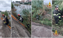 Vigili del fuoco recuperano cagnolino scivolato nel torrente Argentina