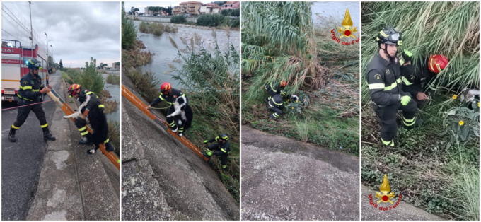 Vigili del fuoco recuperano cagnolino scivolato nel torrente Argentina