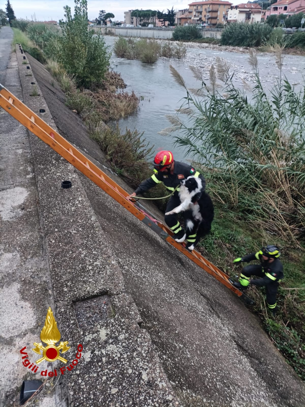 cagnolino caduto nel torrente argentina a taggia