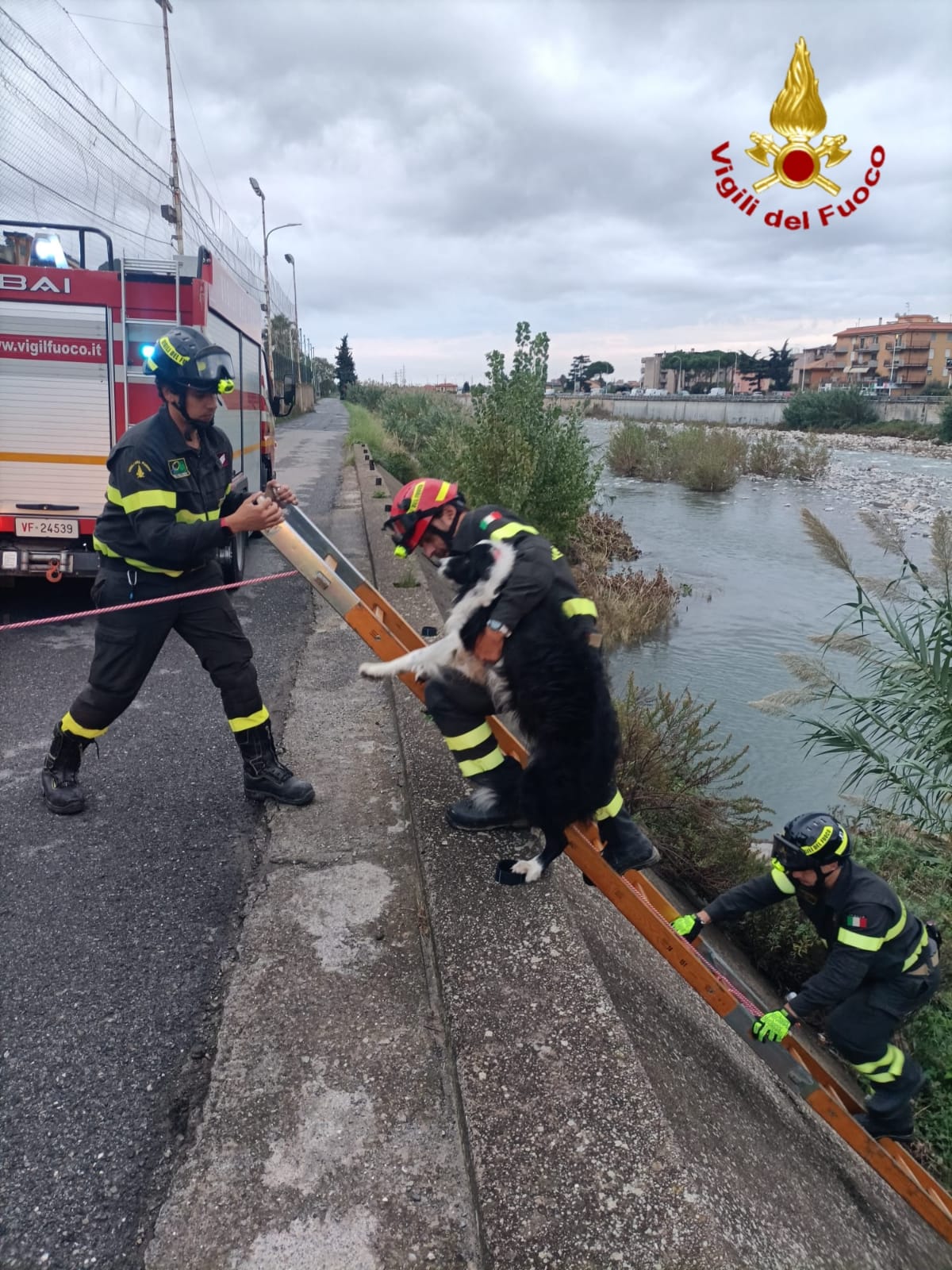 cagnolino caduto nel torrente argentina a taggia_02